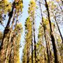 Jarrahdale Pine Plantations