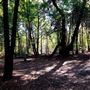 Jarrahdale Pine Plantations