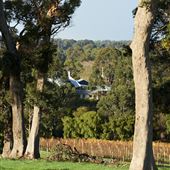 Vasse Felix Vineyard