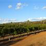 Faber  Vineyard, Swan Valley