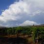 Faber  Vineyard, Swan Valley