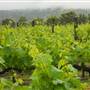 Faber  Vineyard, Swan Valley