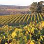 Goundrey Winery
