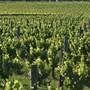 Sandalford Vineyards
