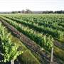 Sandalford Vineyards