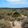Abrolhos Islands - East Wallabi