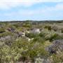 Abrolhos Islands - East Wallabi