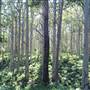 Margaret River - Boranup Karri Forest