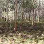 Boranup Karri Forest Margaret River