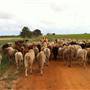 Chapman Valley