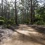Boranup Karri Forest Margaret River