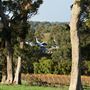 Vasse Felix Vineyard