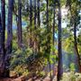 Dwellingup