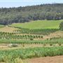 Bickley-Carmel Valley