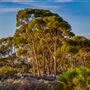 Goldfields - Esperance Region