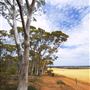Salmon Gums