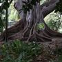Supreme Court Gardens