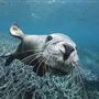 Houtman Abrolhos Islands
