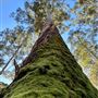 Pemberton - Warren National Park