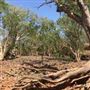 Kimberley-Charnley River Rainforest