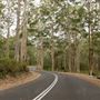 Boranup Karri Forest Margaret River