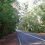 Denmark/Albany Forest Roads