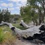 Lightning Swamp Bushland