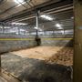 Gold Front Breeding & Racing