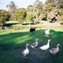 Loose Goose Chalets