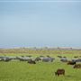 Pardoo Wagyu Station