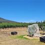 Duke's Vineyard