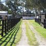 Alwyn Park Stud