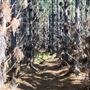 Jarrahdale Pine Plantations