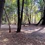 Jarrahdale Pine Plantations