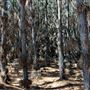 Jarrahdale Pine Plantations