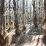 Jarrahdale Pine Plantations