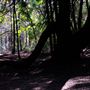 Jarrahdale Pine Plantations