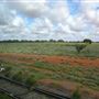 Indian Pacific Train