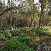 Karrinyup Wetlands