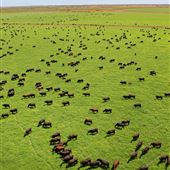 Pardoo Wagyu Station