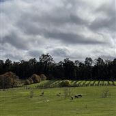 Murray Farm