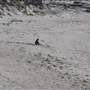 Denmark - Parry Beach - William Bay National Park