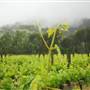 Faber  Vineyard, Swan Valley
