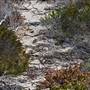 Abrolhos Islands - East Wallabi