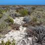Abrolhos Islands - East Wallabi