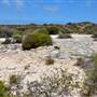 Abrolhos Islands - East Wallabi