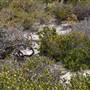 Abrolhos Islands - East Wallabi