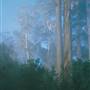 Margaret River - Boranup Karri Forest