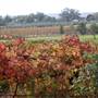 Swan Valley - Sittella Winery