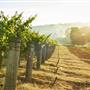 Millbrook Winery